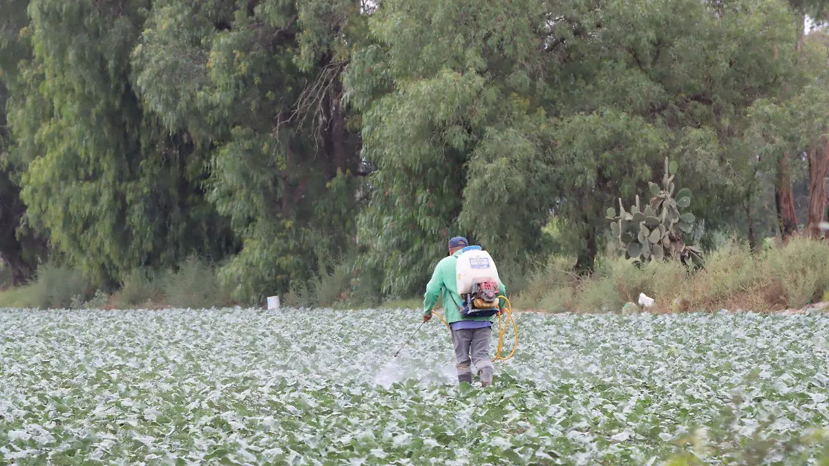 campo trabajadores CR (3)